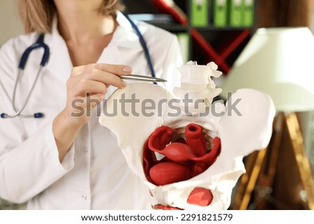Doctor points pen to artificial model of pelvis with uterus in clinic. Specialist explains structure of pelvic bones and female reproductive system