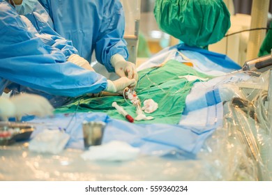 Doctor prepare equipment for percutaneous tranluminal coronary angioplasty to operate patient who is heart disease .