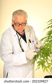 Doctor Sativa a Board Certified Medical Marijuana Doctor listens carefully to the faint "life signals" aka "plant heart beats" with his stethoscope on one of his research subjects. 