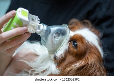 The Doctor Saves The Dog With An Oxygen Mask, Animal Diseases, Inhalation With A Nebulizer. Close-up Photo