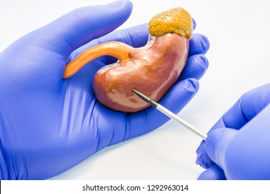 Doctor, scientist or biologist holding kidney with adrenal gland with other hand pointing to it using pointers. Photo idea of anatomy, nephrology and endocrine diseases and pathologies of kidneys