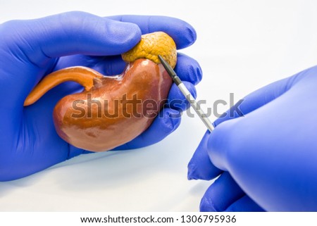Doctor or scientist holds in hand model of adrenal gland with kidney organ and points with pointer on gland body in other hand. Study or explanation of anatomy and physiology or pathology of adrenal
