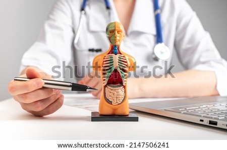 Doctor showing internal organs in 3d human model. Woman with stethoscope in lab coat sitting at table with laptop and talking about people anatomy. Health care and medical education concept. photo