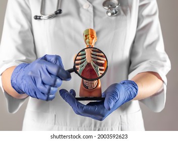 Doctor showing sternum ribs inside human body model. Medical anatomical concept. Ribcage structure.