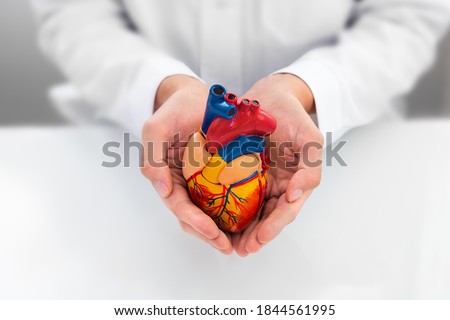 Doctor showing support for heart and cardiac health. Anatomical model of the heart in hands of cardiologist. Heart attacks and medical treatment
