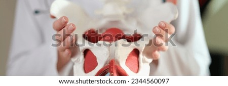 Doctor shows in her hands model of female pelvis with muscles. Concept of human anatomy and female diseases.