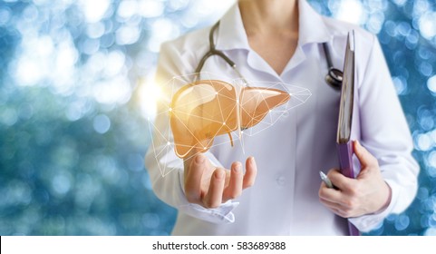 Doctor Shows Liver.