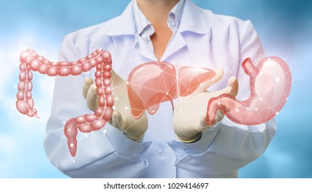 Doctor Shows Organs The Digestive System On Blurred Background.