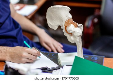 Doctor shows to patient place of hip joint in artificial semi-anatomical model of pelvis and femur. Medical photos from consulting or advice of doctor traumatologist or orthopedic surgeon.
