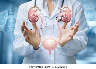 The doctor shows the urinary system on blurred background.