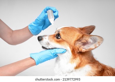 Doctor In Sterile Gloves Holds Muzzle Of A Welsh Corgi Pembroke Puppy With One Hand And Bottle Of Eye Drops With The Other, Intending To Perform Procedure, Side View, White Background