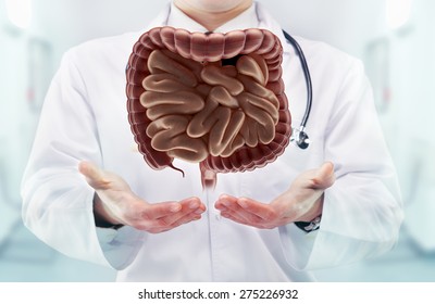 Doctor With Stethoscope And Digestive System On The  Hands In A Hospital. High Resolution. 