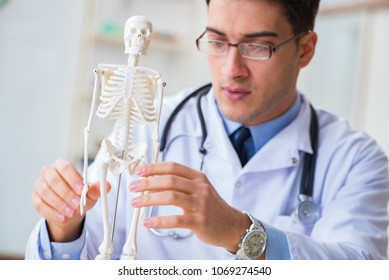 Doctor student studying the bones of skeleton