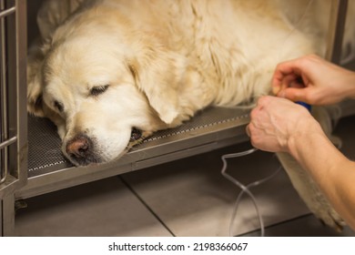 Doctor or student of veterinary medicine installs catheter for a dropper on a Golden Retriever's paw in the vet clinic. Intravenous drug delivery. Concept of pet care and dog's health. - Powered by Shutterstock