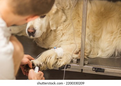 Doctor Or Student Of Veterinary Medicine Installs Catheter For A Dropper On A Golden Retriever's Paw In The Vet Clinic. Intravenous Drug Delivery. Concept Of Pet Care And Dog's Health.