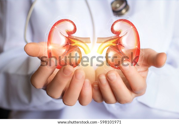 Doctor supports\
kidneys healthy concept design\
.