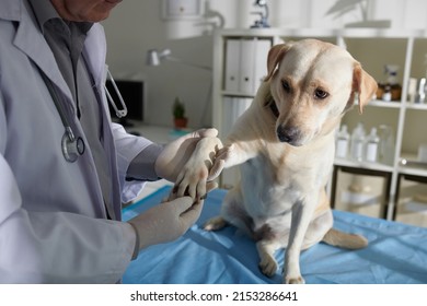 Doctor Taking Paw Of Labrador Dog To Check Skin And Coat