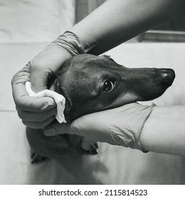 The Doctor Treats The Dog's Sore Ear. Hands In Rubber Gloves And Muzzle Of A Dog Close-up