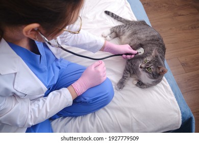 A doctor in uniform listens with a stethoscope to a cat on a call to a patient home