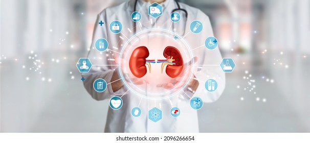 Doctor Urologist Holding Kidneys In Concept Of Health Of The Excretory Or Urinary System