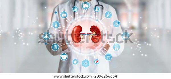 Doctor urologist holding kidneys in\
concept of health of the excretory or urinary\
system