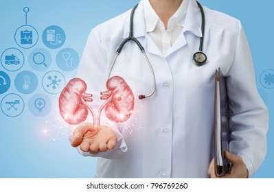 Doctor urologist shows kidneys on a blue background. - Shutterstock ID 796769260