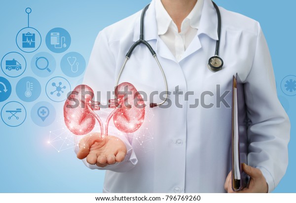 Doctor\
urologist shows kidneys on a blue\
background.