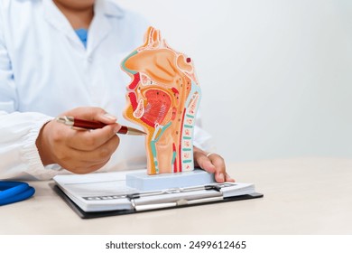 A doctor uses a respiratory system model to explain lung anatomy, diseases like asthma and pneumonia, and treatment options in a hospital setting, enhancing education and patient care. - Powered by Shutterstock