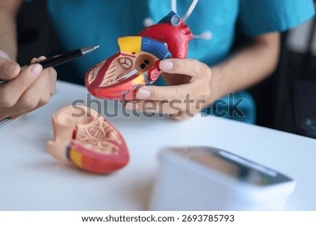 Doctor using heart model to explain blood flows direction.