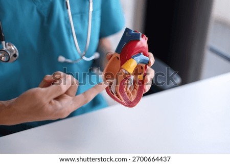 Doctor using heart model to explain blood flows direction.