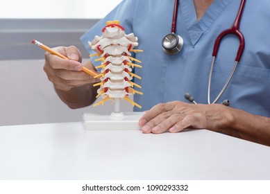 Doctor using pencil to demonstrate anatomy of artificial human cervical spine model in medical office