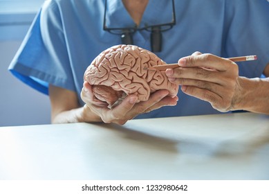 Doctor using pencil to demonstrate anatomy of artificial human brain model in medical office