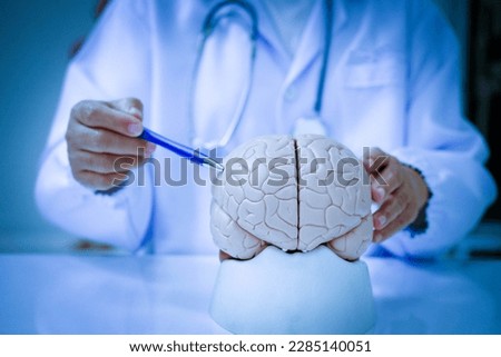Doctor using pencil to demonstrate anatomy of human brain model in medical office. Human brain anatomical Model, behind view