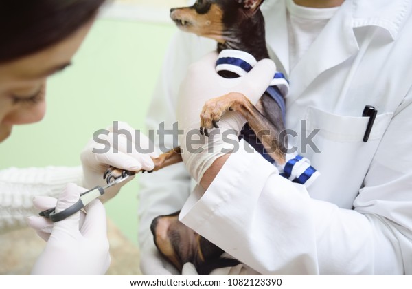 vet dog toy