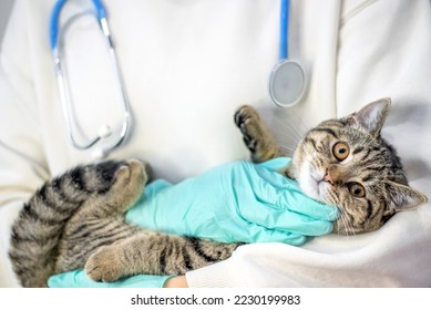 doctor vet holding tabby striped young female cat kitty in arms stethoscope on neck.scared wide open eyes pussycat sit on window sill and hands in surgical gloves touching muzzle head trying to calm - Shutterstock ID 2230199983