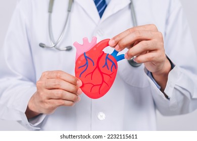 doctor in a white coat holding heart organ paper cut, heart anatomy, heart attack, heart disease, Female with health care and Health checkup concept.