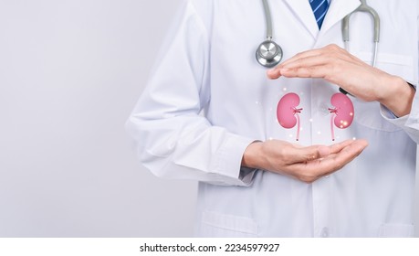 doctor in a white coat holding kidney organ, chronic kidney disease, renal failure, dialysis, Health checkup concept. - Shutterstock ID 2234597927