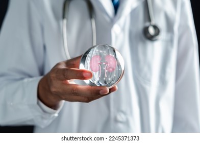 doctor in a white coat holding kidney organ, chronic kidney disease, renal failure, dialysis, Health checkup concept.	 - Shutterstock ID 2245371373