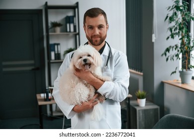 Doctor in white coat is standing and holding maltese dog in hands. In the clinic. - Shutterstock ID 2236772041