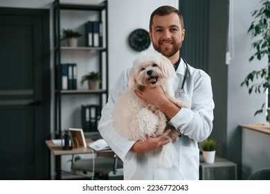 Doctor in white coat is standing and holding maltese dog in hands. In the clinic. - Shutterstock ID 2236772043