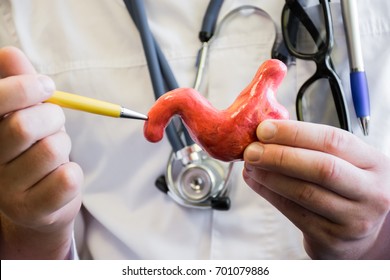 Doctor in white medical lab coat points ballpoint pen on anatomical model of human or animal duodenum. Concept photo for use for study of anatomy of duodenum intestine, biology, medicine, veterinary - Shutterstock ID 701079886