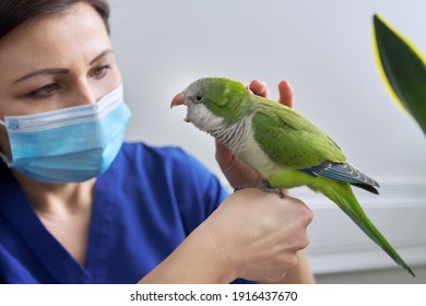 Doctor Woman Veterinarian Examining A Green Quaker Parrot. Pet Bird On Examination At The Vet Clinic