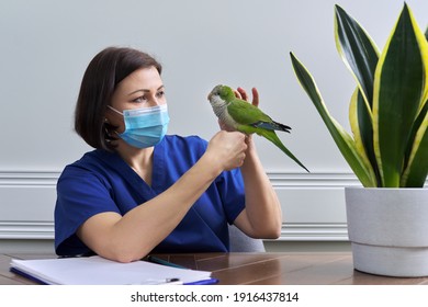 Doctor Woman Veterinarian Examining A Green Quaker Parrot. Pet Bird On Examination At The Vet Clinic