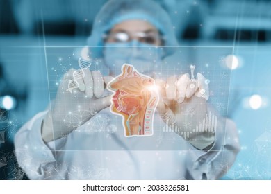 Doktor arbeitet mit Rachen- und Nasenanatomie auf einem virtuellen Computerbildschirm.