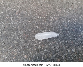 Documentary Of Everyday Life And Place. Bird Feather On The Street.
