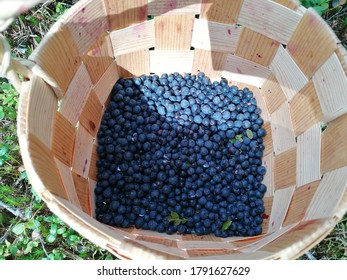 Documentary Of Everyday Life And Place. Blueberries In A Basket.