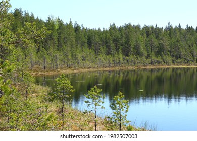 Documentary Of Everyday Life And Place. Forest Lake Summer Landscape. Summer Forest Lake Panorama.