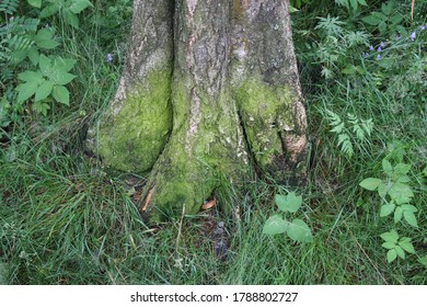 Documentary Of Everyday Life And Place. Green Moss Grow  On The Trunk Of The Tree.
