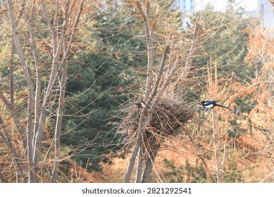 A documentary image from a 4-month process of a pair of Eurasian Magpies building a nest from winter to spring in an urban forest between apartment complexes and a park in Seoul, showing the birds carrying dry branches and fresh twigs in flight, weaving the frame and interior lining with soft leaves, constructing the dome roof and side entrance, and resting together through rain, snow, and wind.
