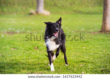 Dod obedience training. Full length of curious border collie dog looking focused ahead enjoying a sunny day and playing games with his master.